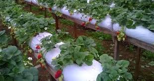 Plantação de Morangos.jpg